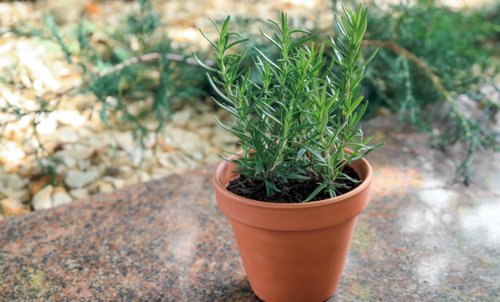 rozmaring gondozása