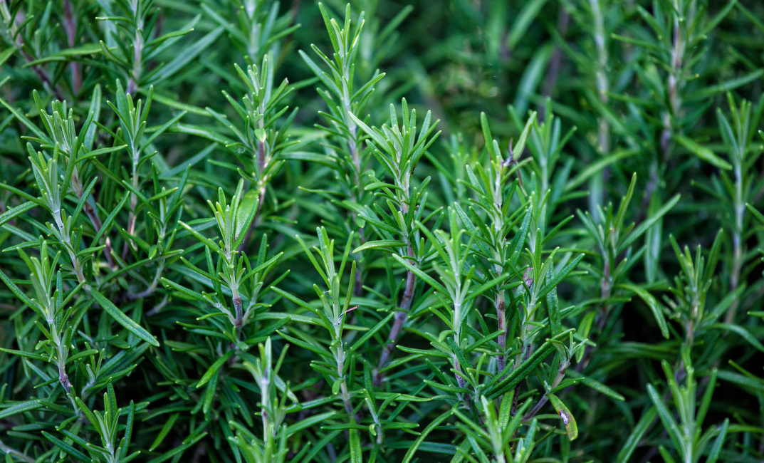 Rozmaring gondozása