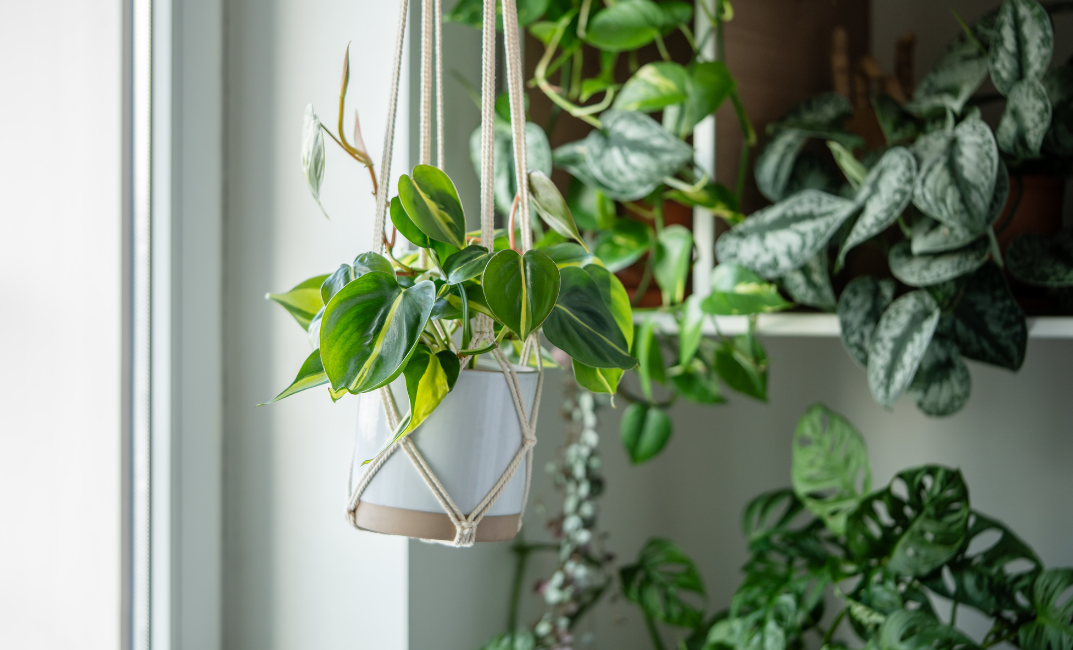 Kúszó filodendron