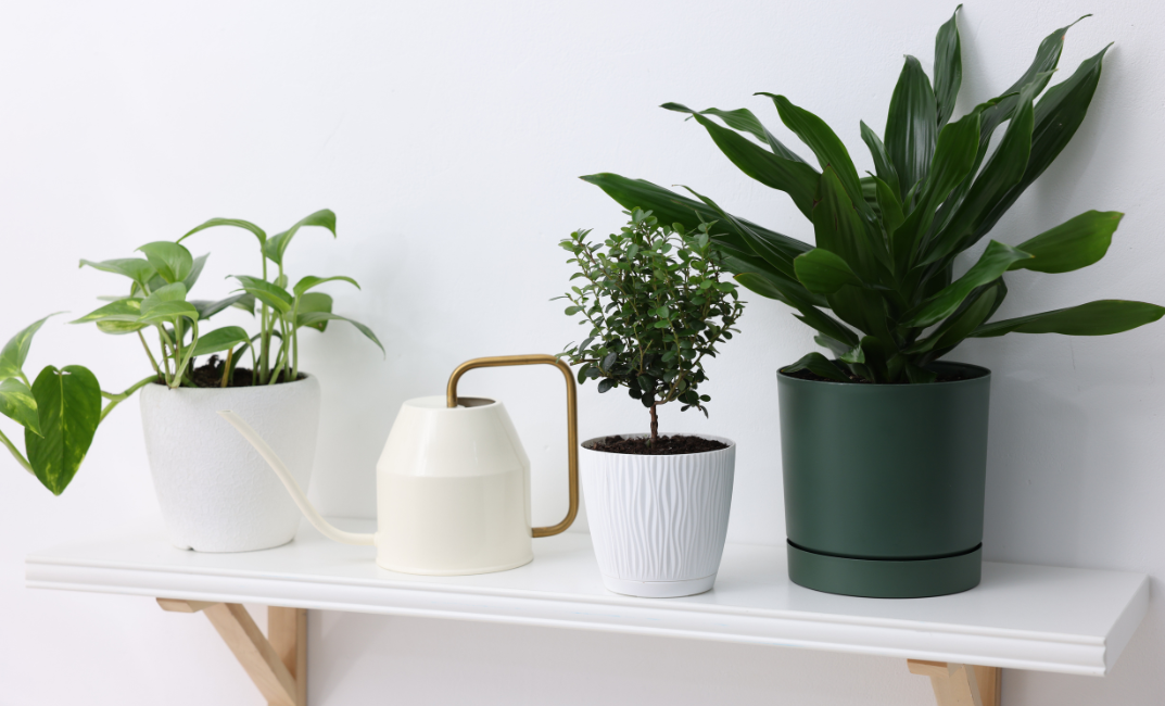 Kúszó filodendron öntözése