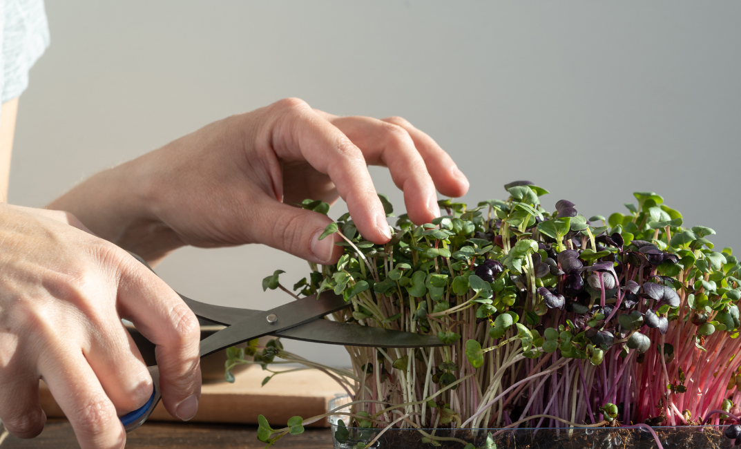 Mikrozöldek nevelése beltéren