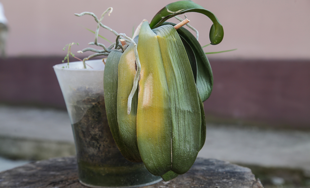 Orchidea betegségek