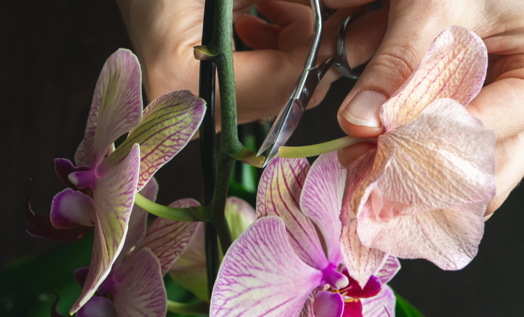 Orchidea betegségek