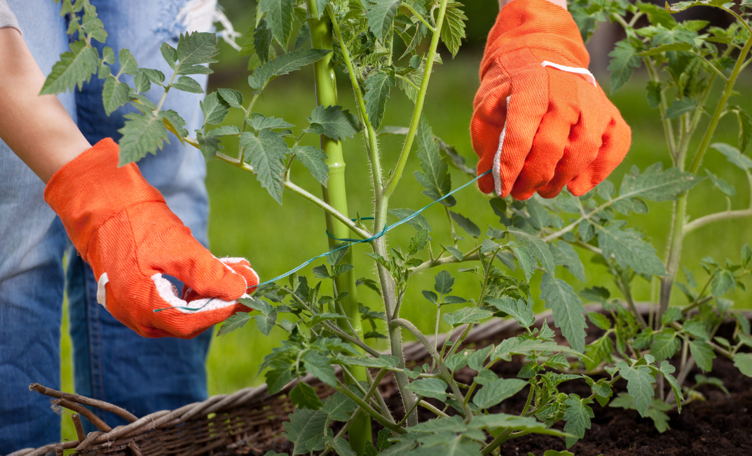 Paradicsom palánta ültetése