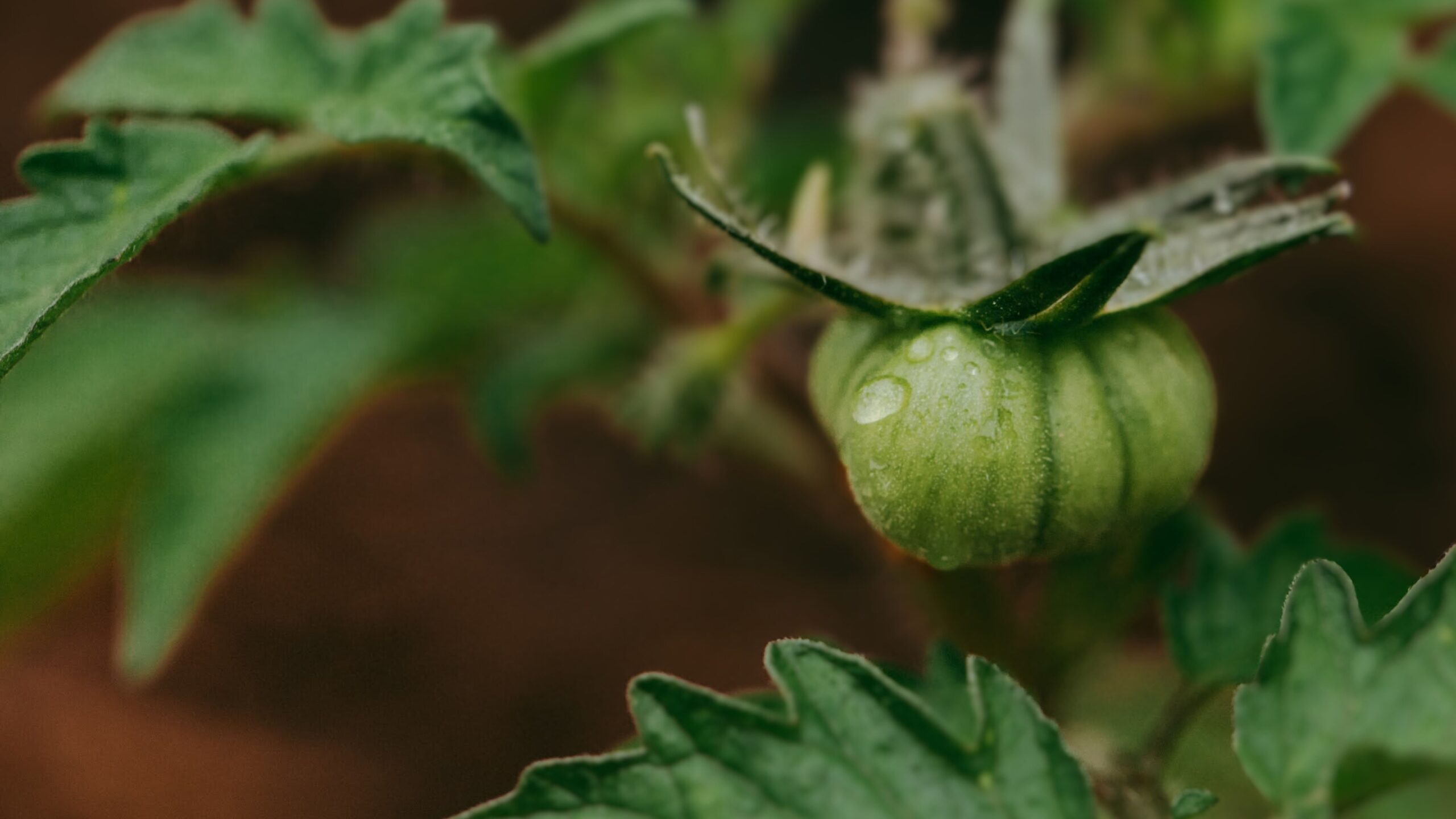 Greenman Probiotikus Technológia