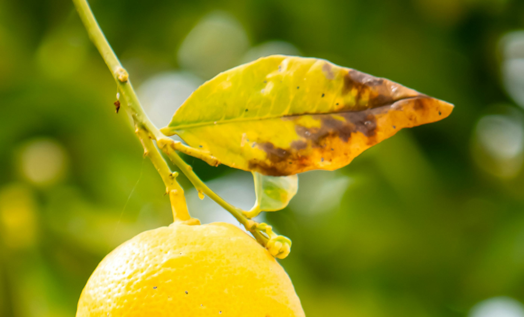 Citromfa betegségei