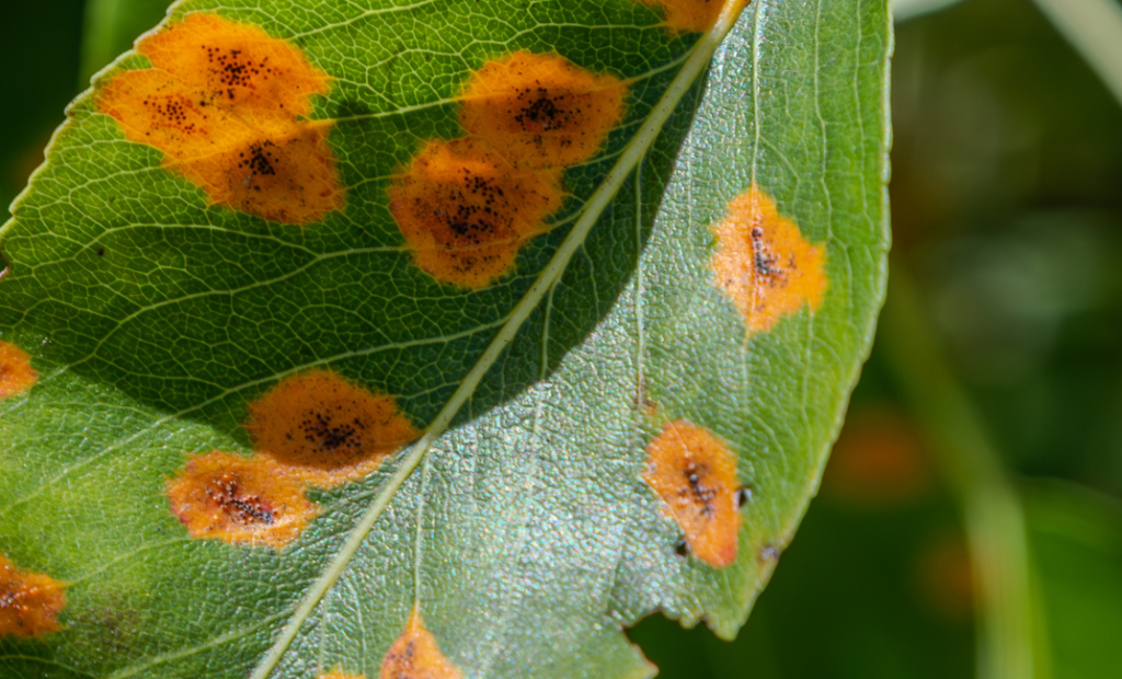 Citromfa betegségei