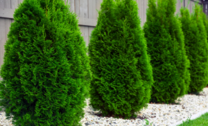 Örökzöld cserjék