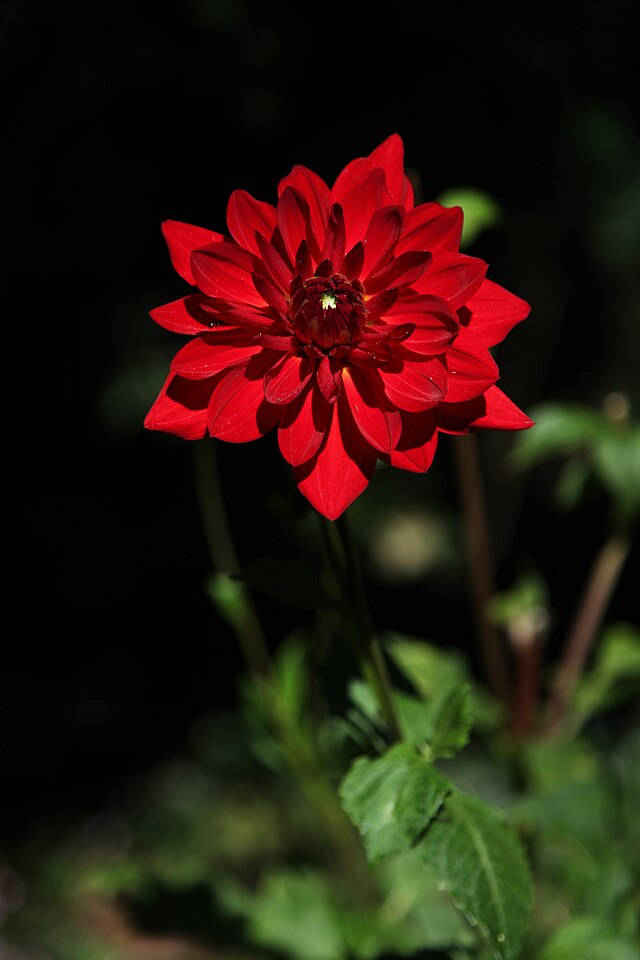 Évelő kerti virágok kertbe - Dália