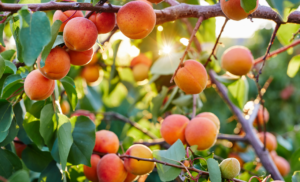 Barackfa betegségei