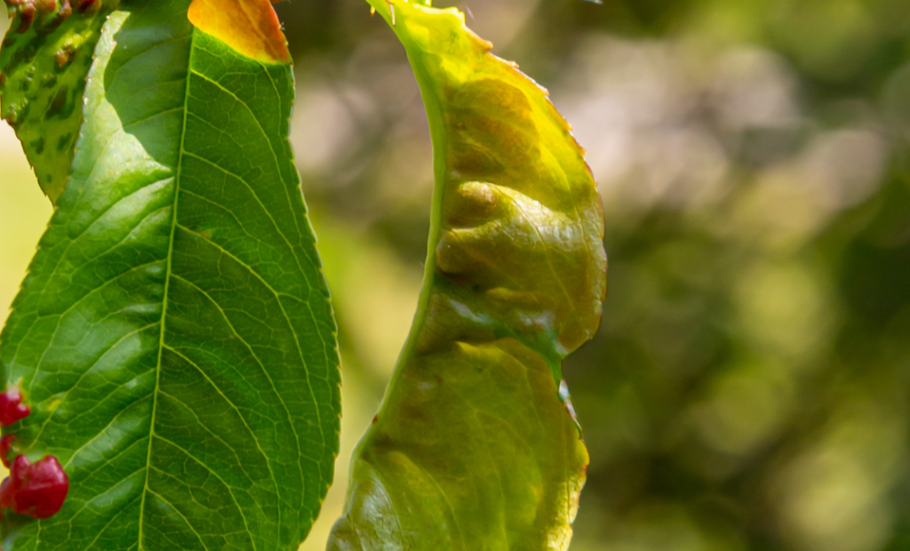 Barackfa betegségei - levélfodrosodás