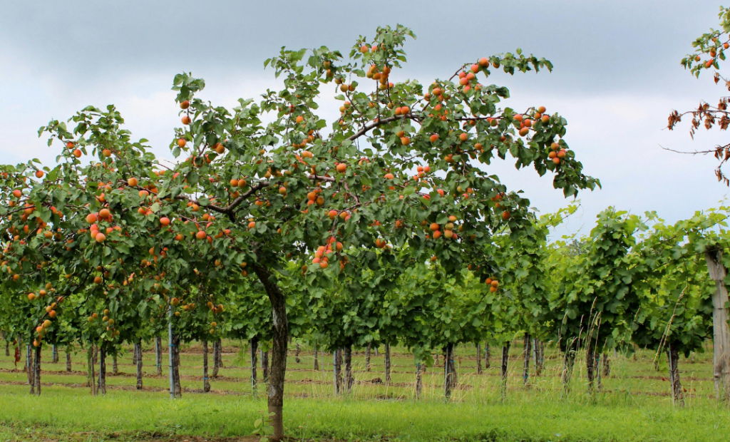 Barackfa betegségei