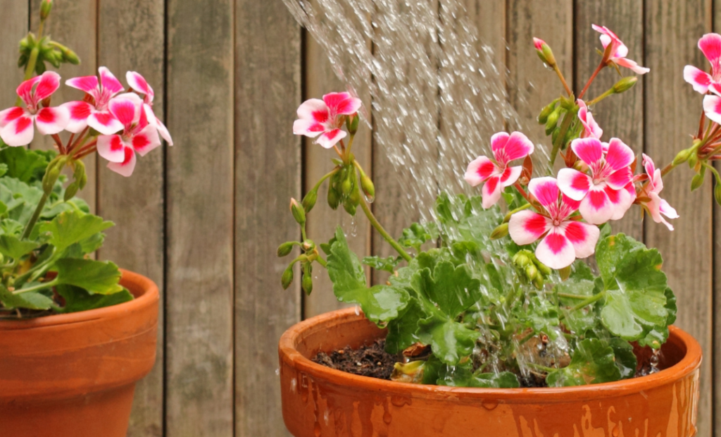 Muskátli gondozása