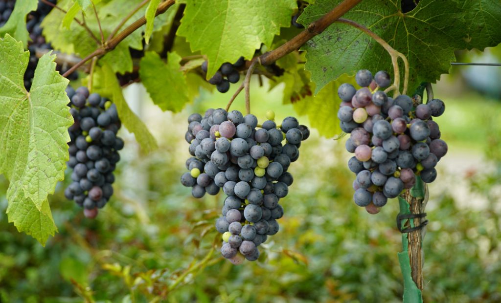 Szőlő permetezése mikor mivel