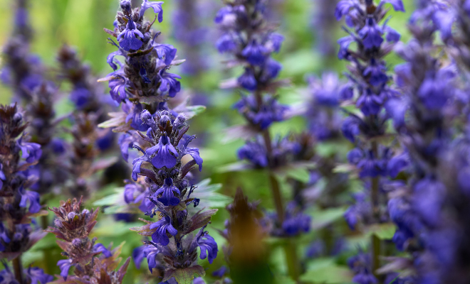 Talajtakaró virágok - Indás infű