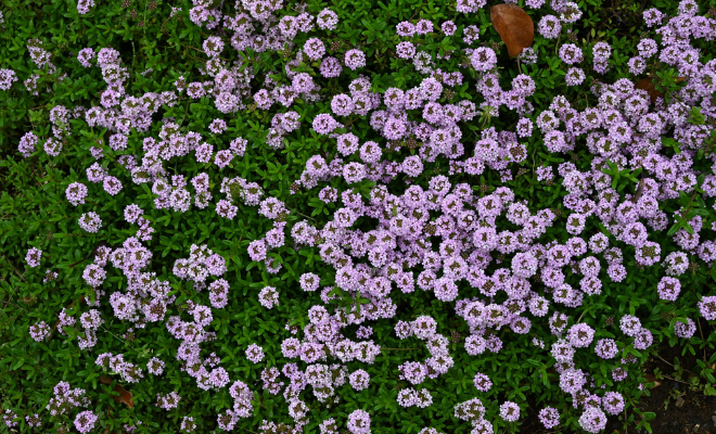 Talajtakaró virágok - - Kúszó kakukkfű