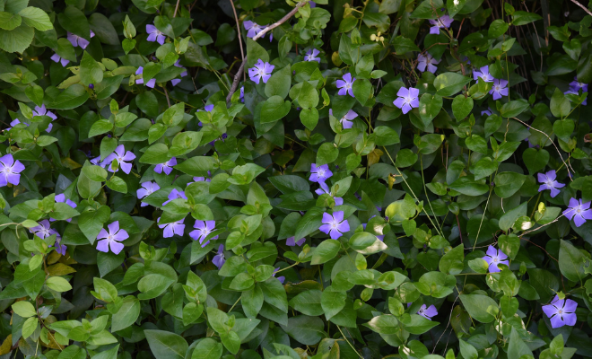Talajtakaró virágok - - Meténg