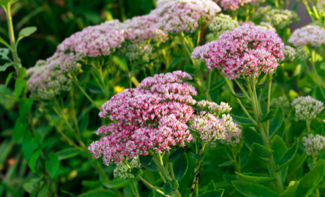 Talajtakaró virágok - varjúháj