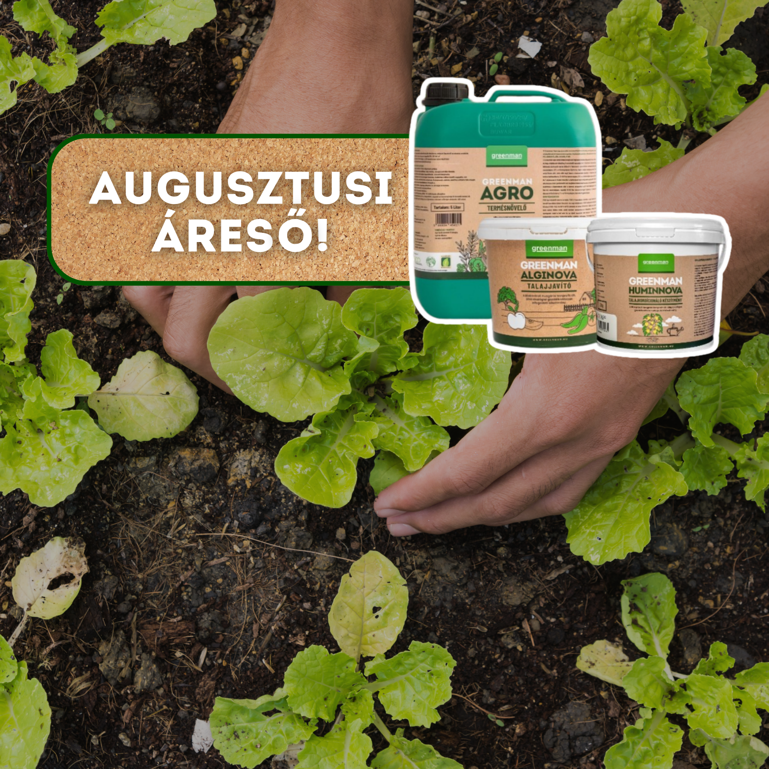 Augusztusi áreső